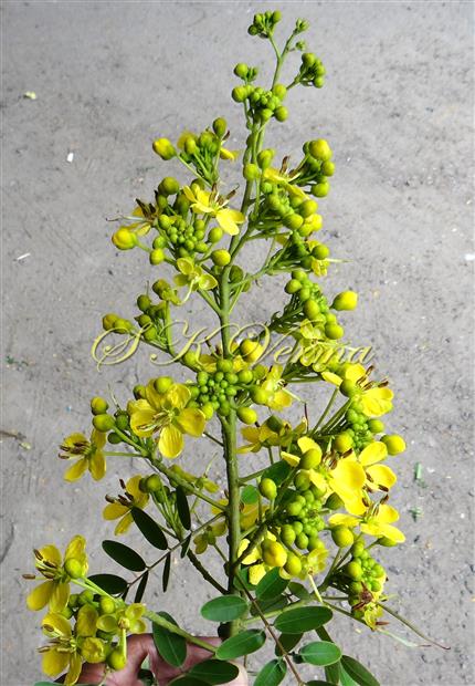 Inflorescence (Panicle of corymbs)